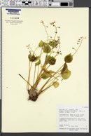 Montia cordifolia image