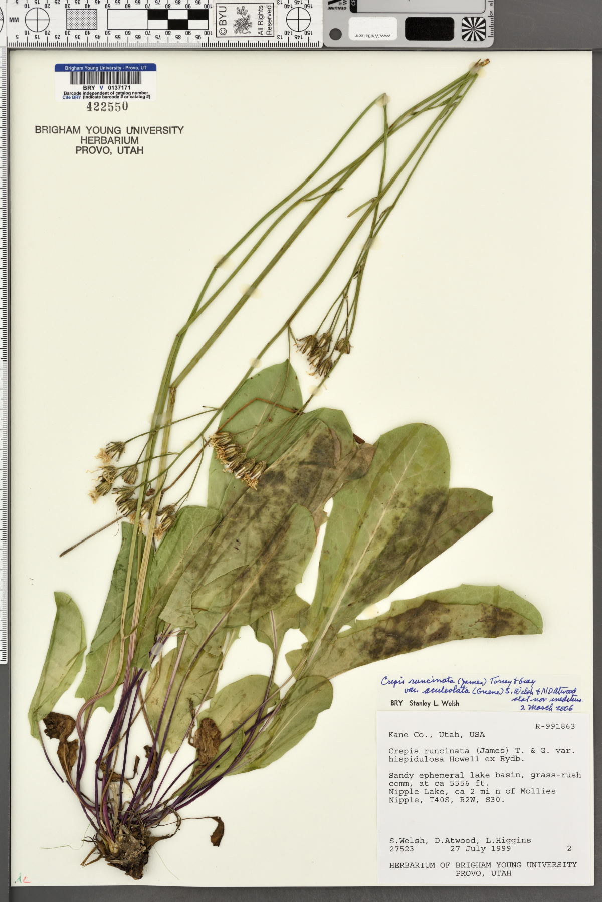 Crepis runcinata var. aculeolata image