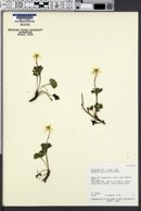 Image of Anemone parviflora