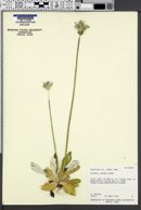 Image of Primula incana