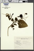 Image of Aristolochia foetida