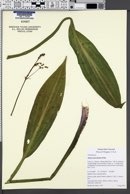 Alisma lanceolatum image
