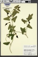 Image of Aristolochia debilis