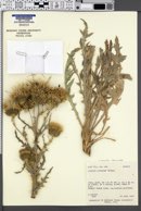 Image of Cirsium canovirens