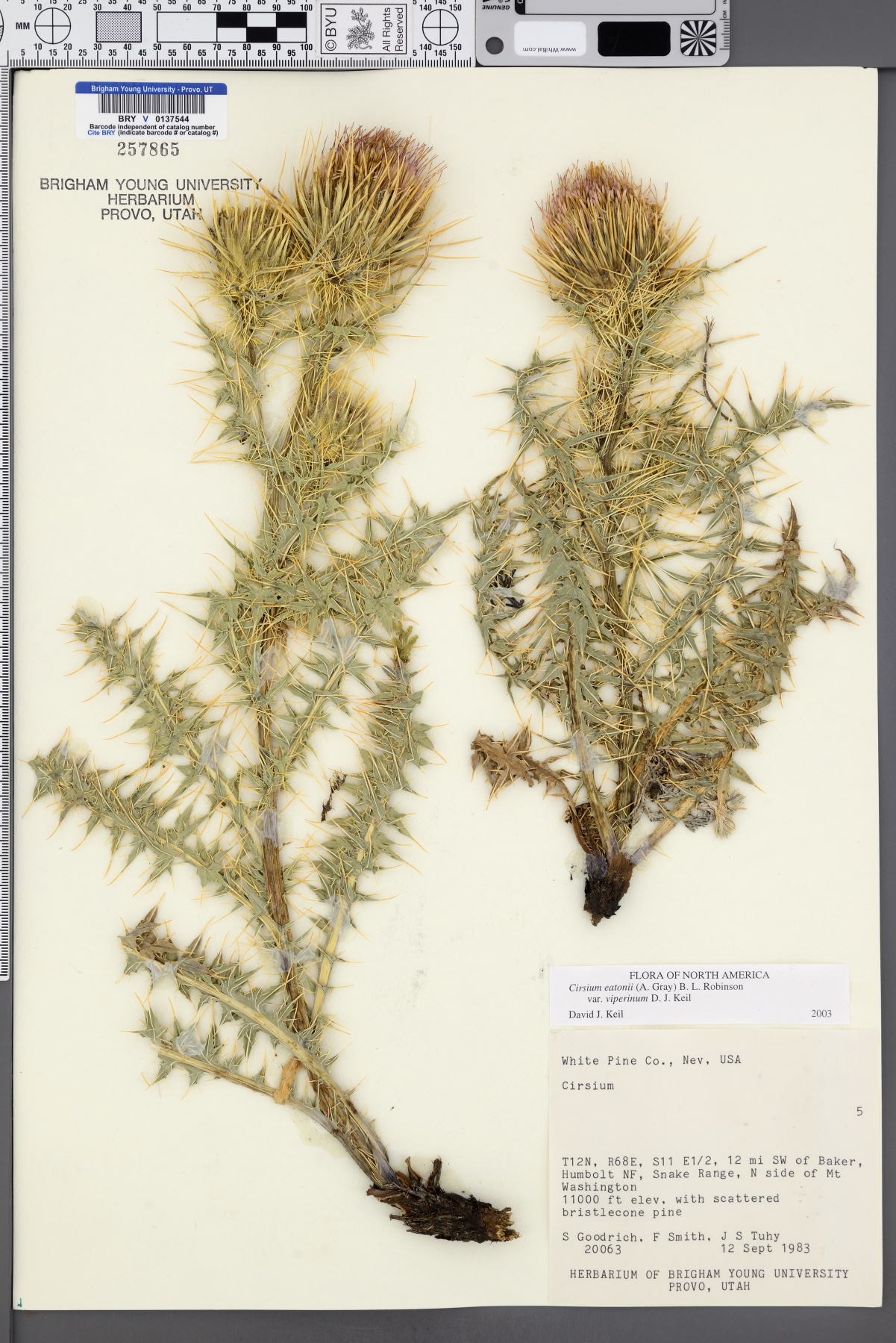Cirsium eatonii var. viperinum image