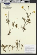 Image of Ranunculus canus