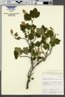 Ribes hudsonianum var. petiolare image