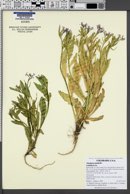 Chorispora tenella image