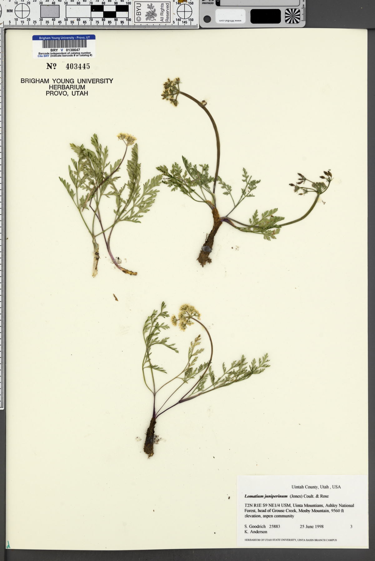 Lomatium juniperinum image