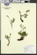 Image of Lomatium juniperinum