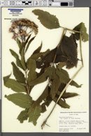 Eutrochium maculatum var. bruneri image