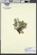 Astragalus welshii image