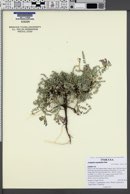 Astragalus argophyllus image
