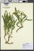 Image of Astragalus oophorus