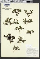 Phacelia cephalotes image