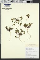 Phacelia cephalotes image
