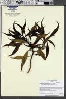 Image of Myoporum sandwicense