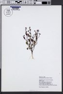 Camissonia exilis image
