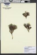 Phlox griseola image