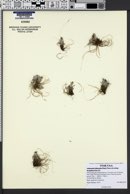 Antennaria dimorpha image