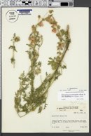 Sphaeralcea fumariensis image