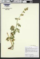 Sphaeralcea fumariensis image