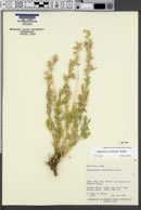 Sphaeralcea psoraloides image