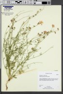 Sphaeralcea janeae image