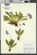 Primula domensis image