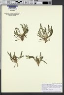 Camissonia breviflora image
