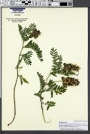Astragalus cicer image