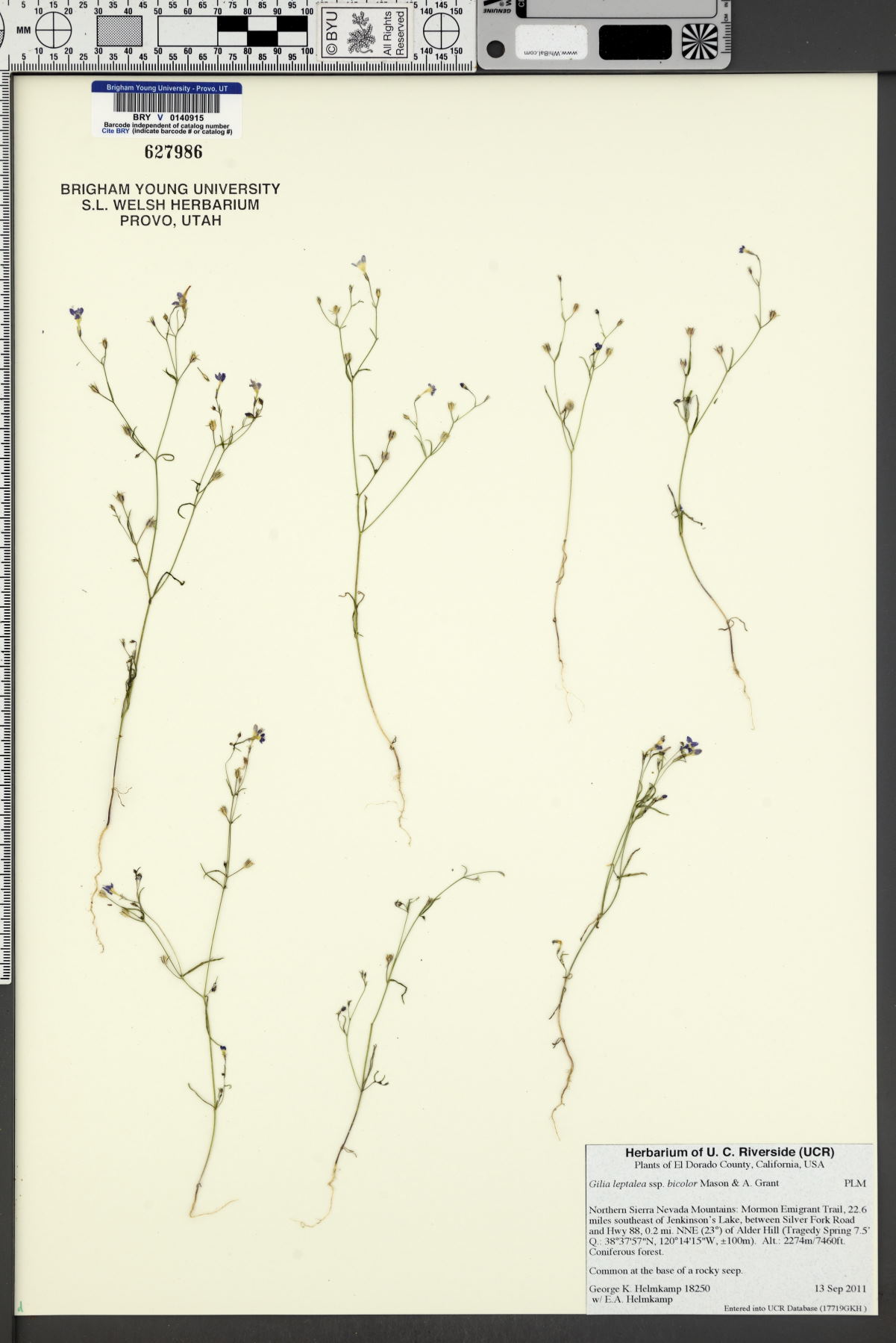 Gilia leptalea subsp. bicolor image