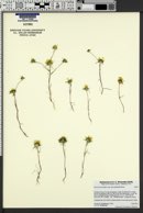 Navarretia prolifera subsp. lutea image