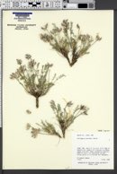 Astragalus desperatus var. conspectus image