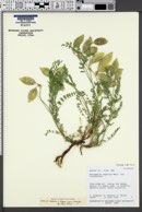 Astragalus oophorus var. lonchocalyx image