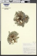 Astragalus uncialis image
