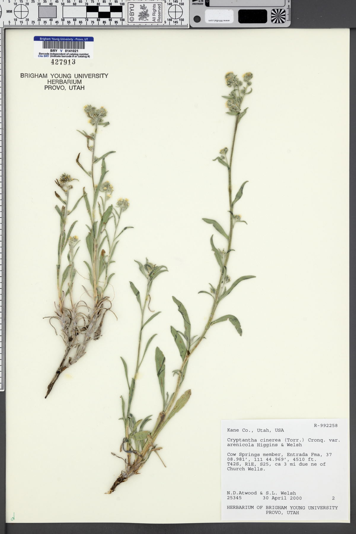 Oreocarya suffruticosa var. arenicola image