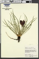 Oenothera acutissima image