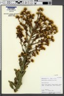 Heterotheca grandiflora image