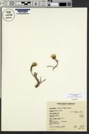 Pyrrocoma clementis var. clementis image