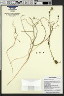 Reverchonia arenaria image