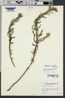 Image of Heterotheca angustifolia
