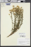 Heterotheca stenophylla image