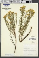 Image of Heterotheca stenophylla