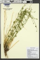 Sphaeralcea rusbyi subsp. rusbyi image