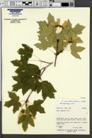 Acer grandidentatum image