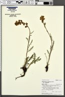 Pedicularis contorta image