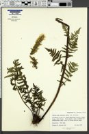 Pedicularis bracteosa var. siifolia image