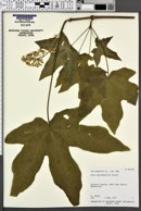 Acer macrophyllum image