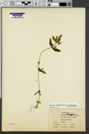 Gentianella amarella image